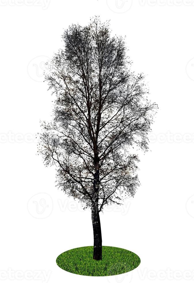 berkenboom geïsoleerd op witte achtergrond foto