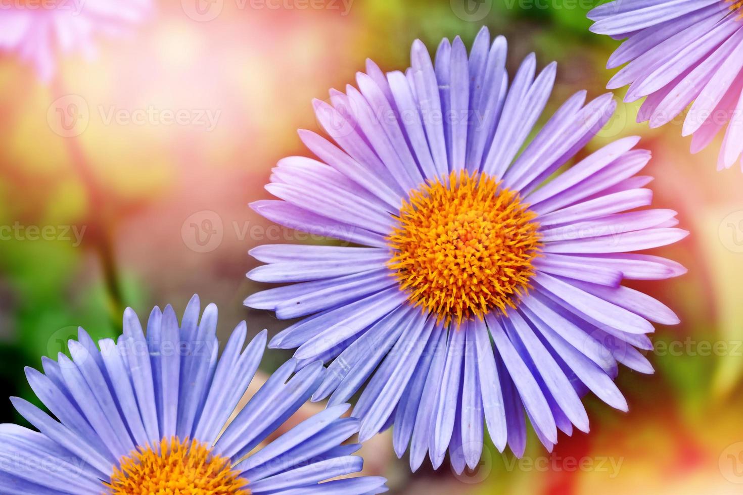 zomer landschap. kleurrijke blauwe madeliefjebloemen foto