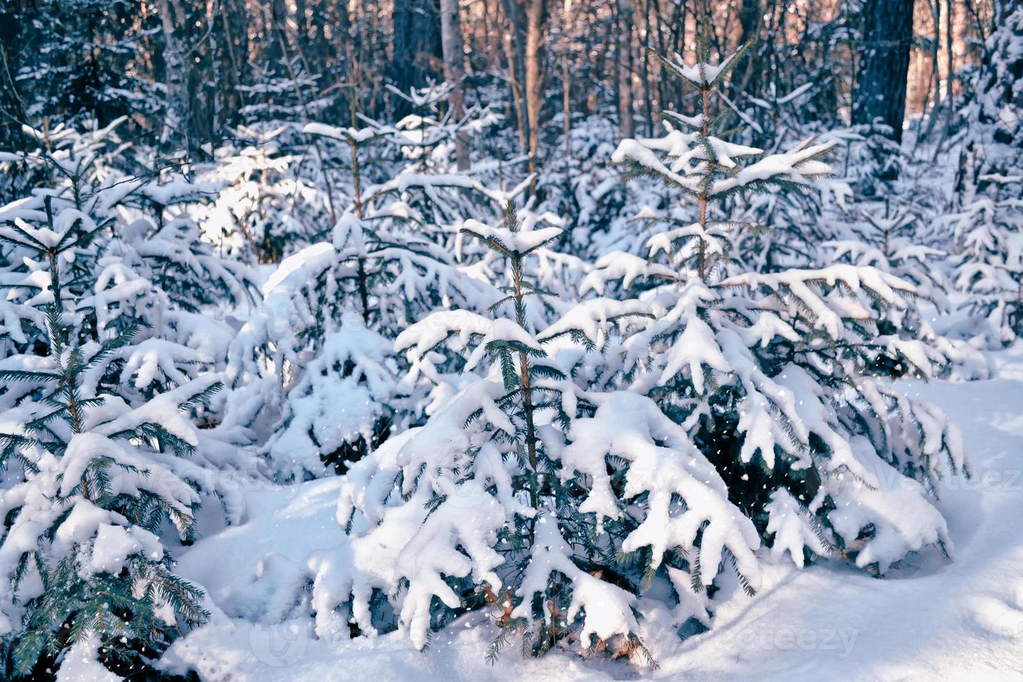 bevroren winterbos met besneeuwde bomen. foto