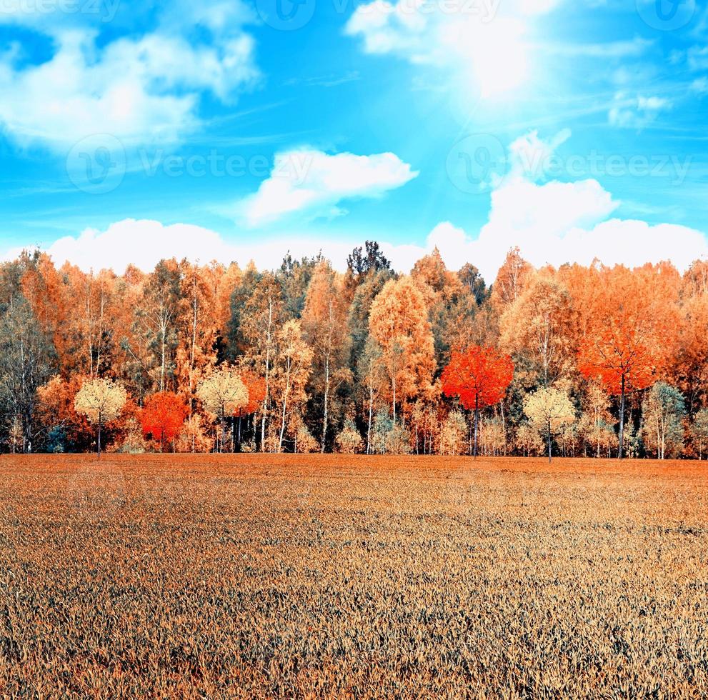 herfst landschap. herfstbos met kleurrijk gebladerte foto