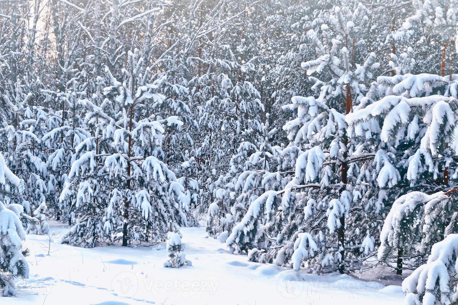 bos in de vorst. winters landschap. besneeuwde bomen. foto