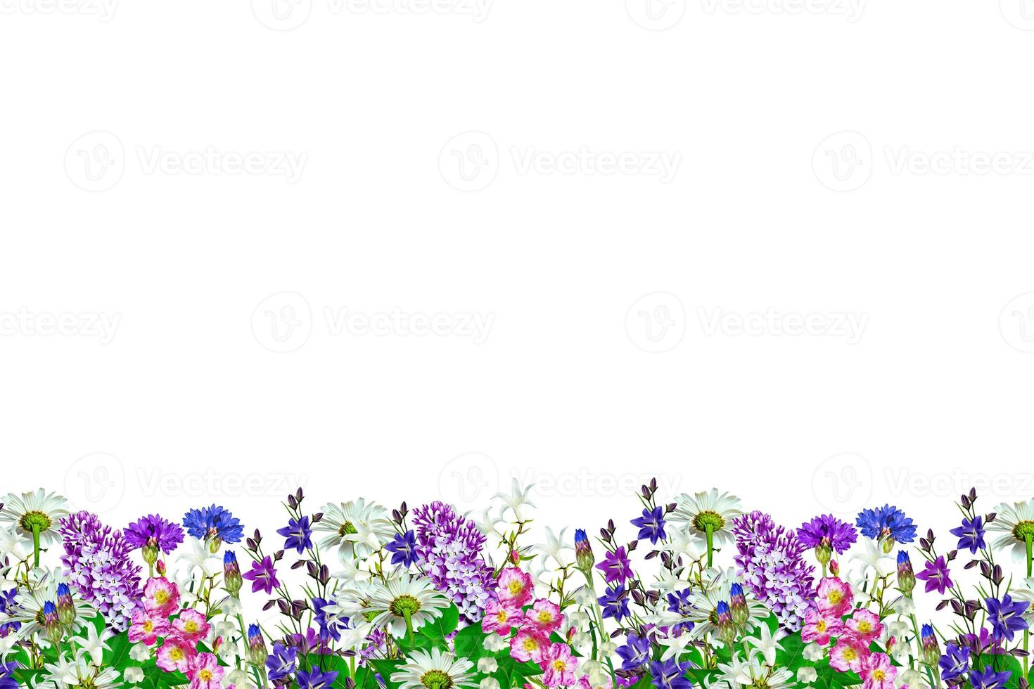 heldere kleurrijke veld en tuin bloemen geïsoleerd op een witte achtergrond. foto