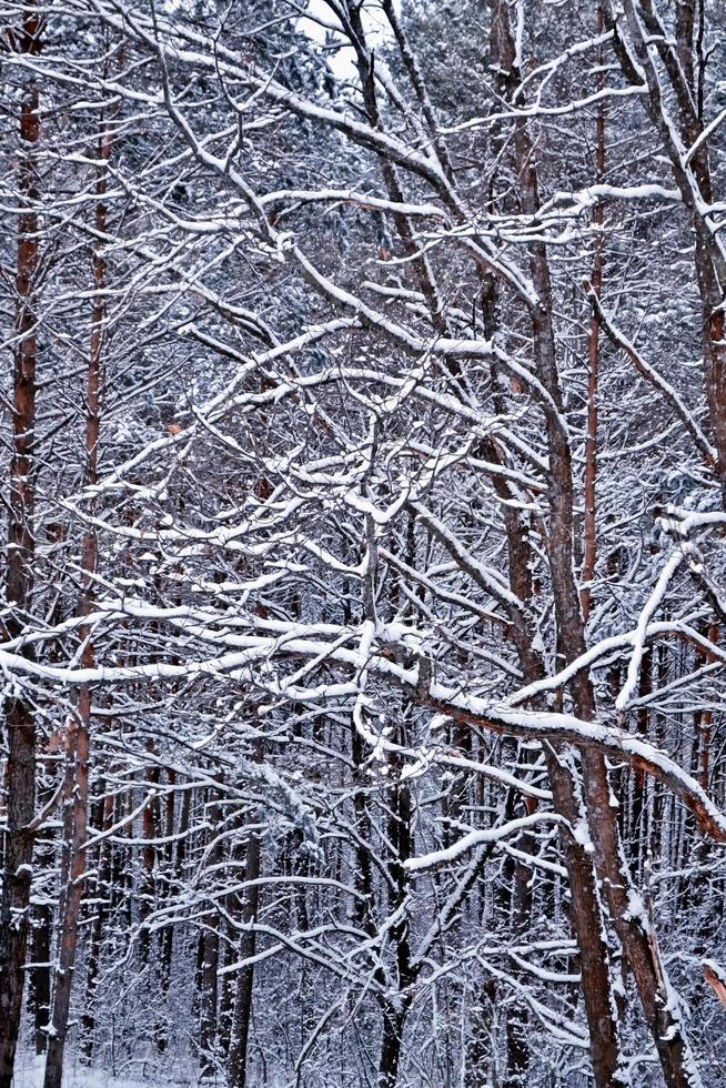 bos in de vorst. winters landschap. besneeuwde bomen. foto