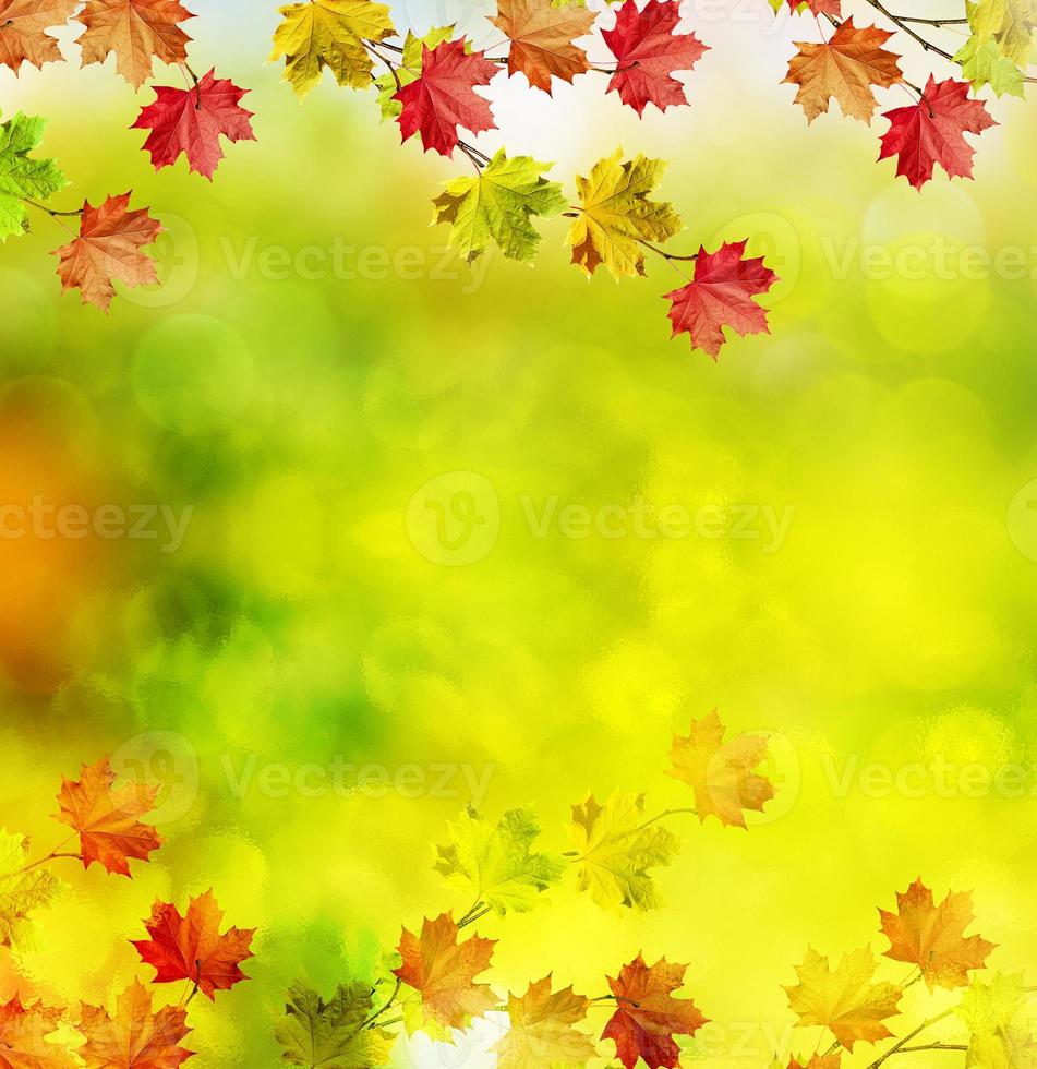 herfst landschap. mooie bladeren. kleurrijke bomen foto