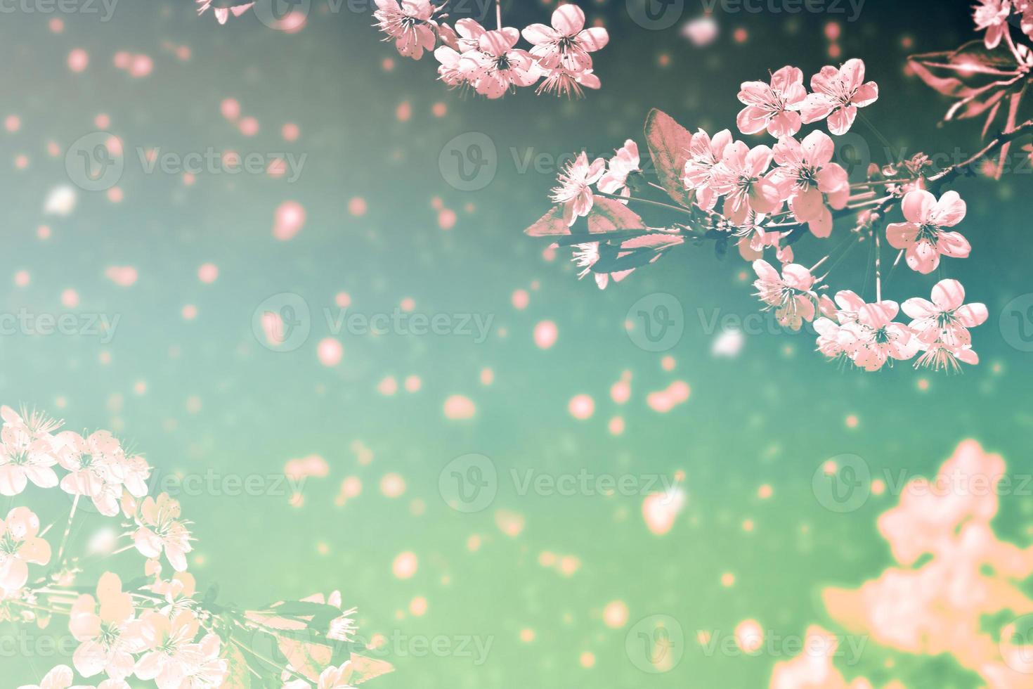 bloeiende takkers. heldere kleurrijke lentebloemen foto