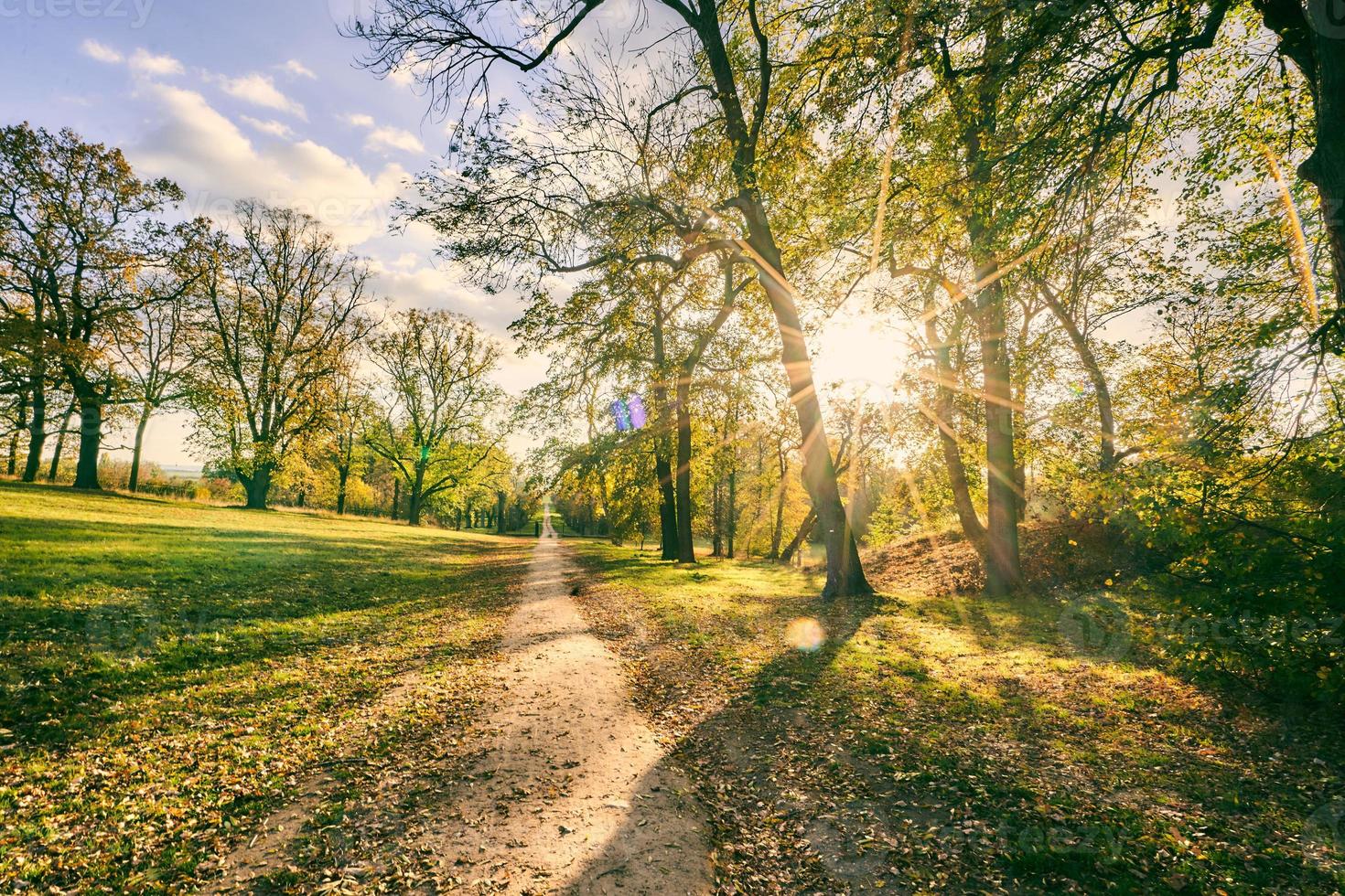 landschap geschoten in bos foto