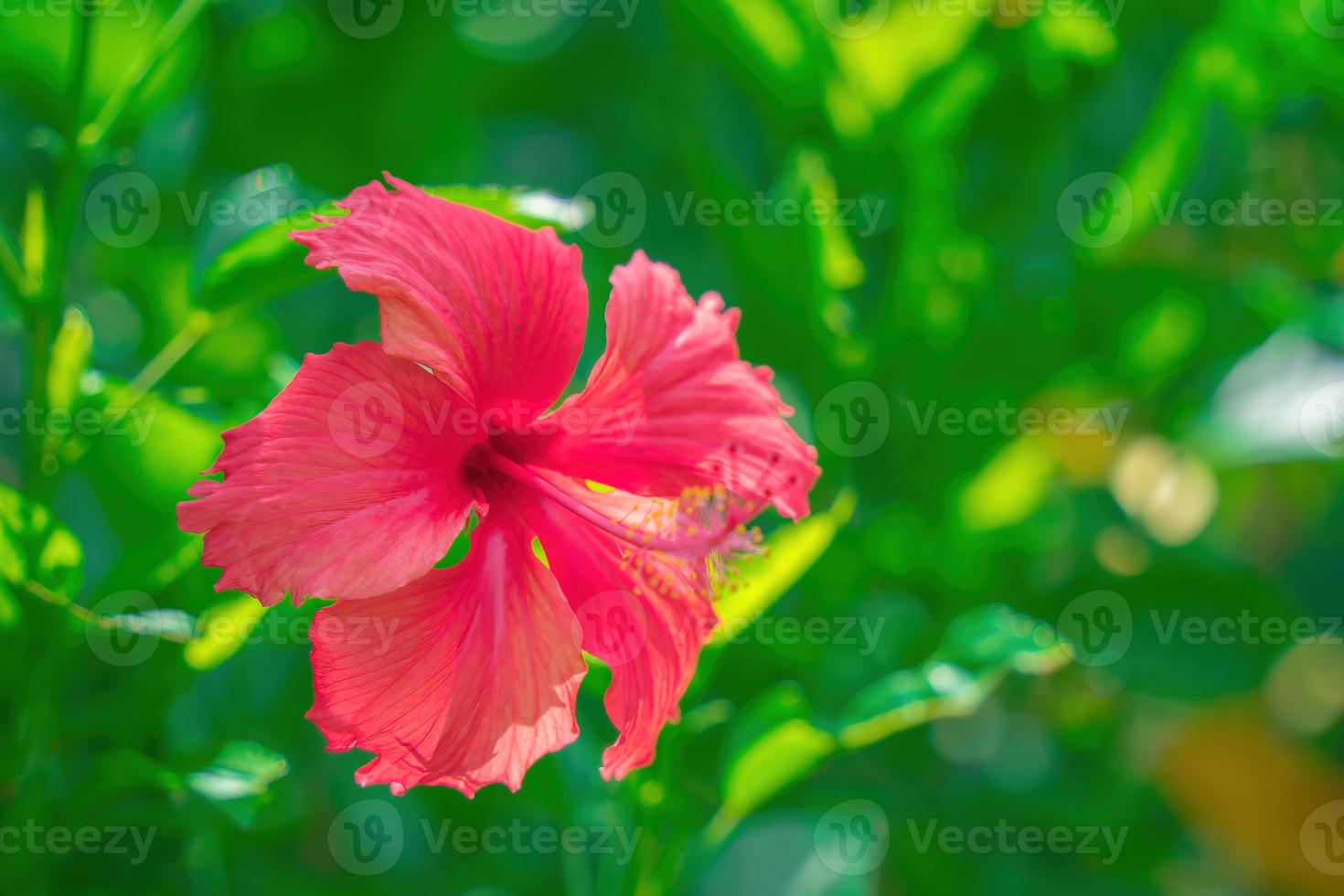 close-up van hibiscus rosa-sinensis, in de volksmond bekend als chinese hibiscus, wordt veel gekweekt als sierplant. hibiscus rosa-sinensis in close-up detail foto