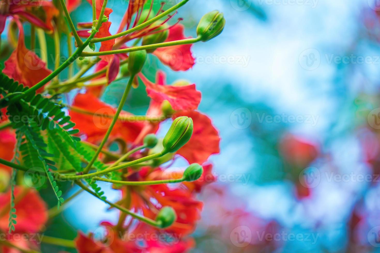 zomerpoinciana phoenix is een bloeiende plantensoort die in de tropen of subtropen leeft. rode vlamboombloem, koninklijke poinciana foto