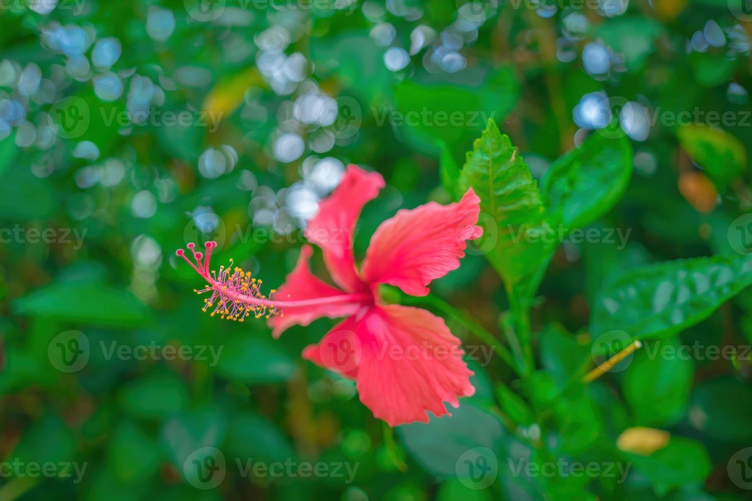 close-up van hibiscus rosa-sinensis, in de volksmond bekend als chinese hibiscus, wordt veel gekweekt als sierplant. hibiscus rosa-sinensis in close-up detail foto