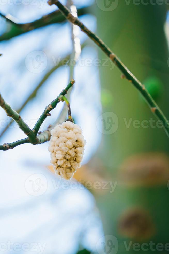 witte zijde katoenboom ceiba pentandra, kapuk randu javanese, de overblijvende vrucht kan worden gebruikt om matrassen en kussens te maken. foto