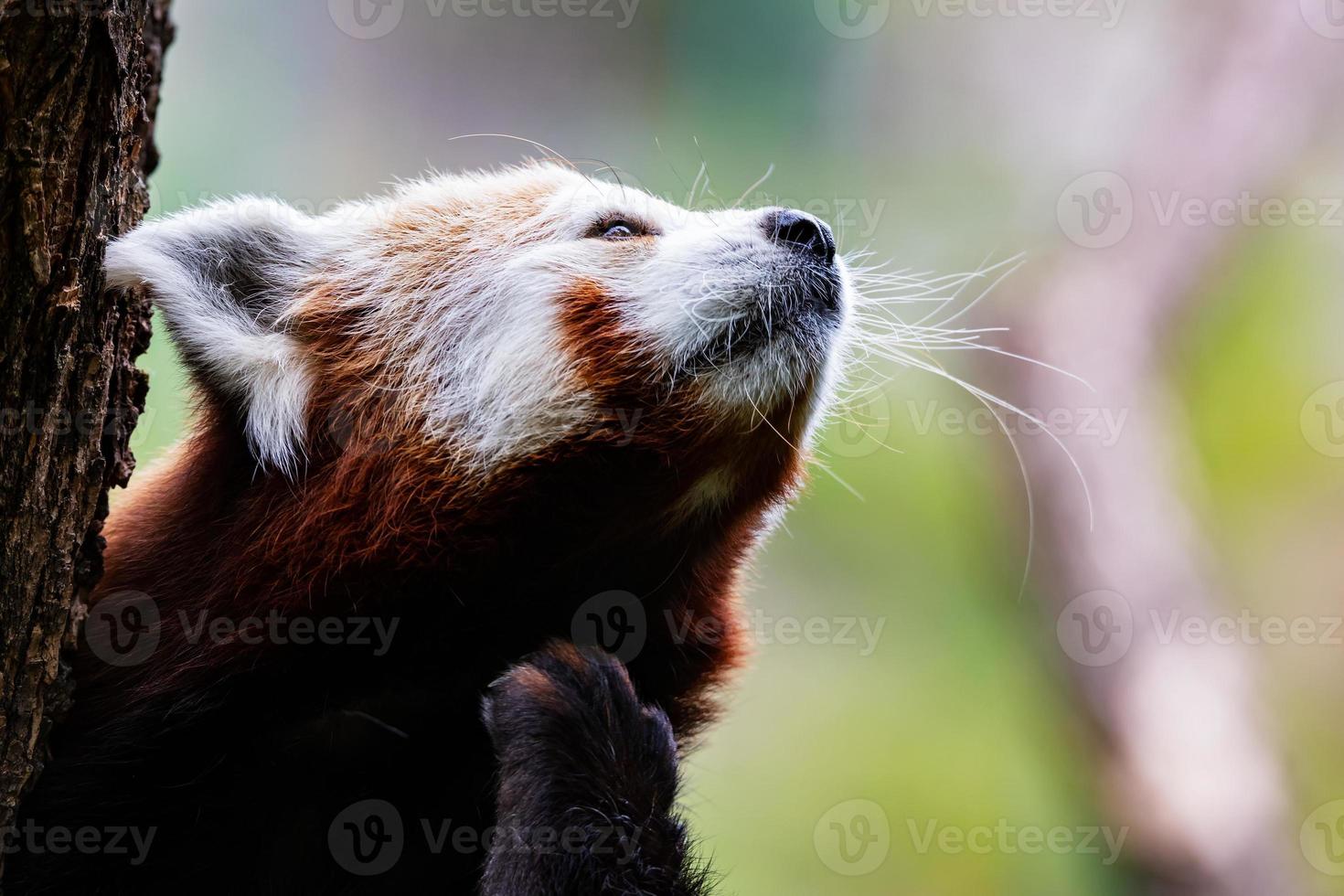 rode panda. zoogdier en zoogdieren. landwereld en fauna. dieren in het wild en zoölogie. foto