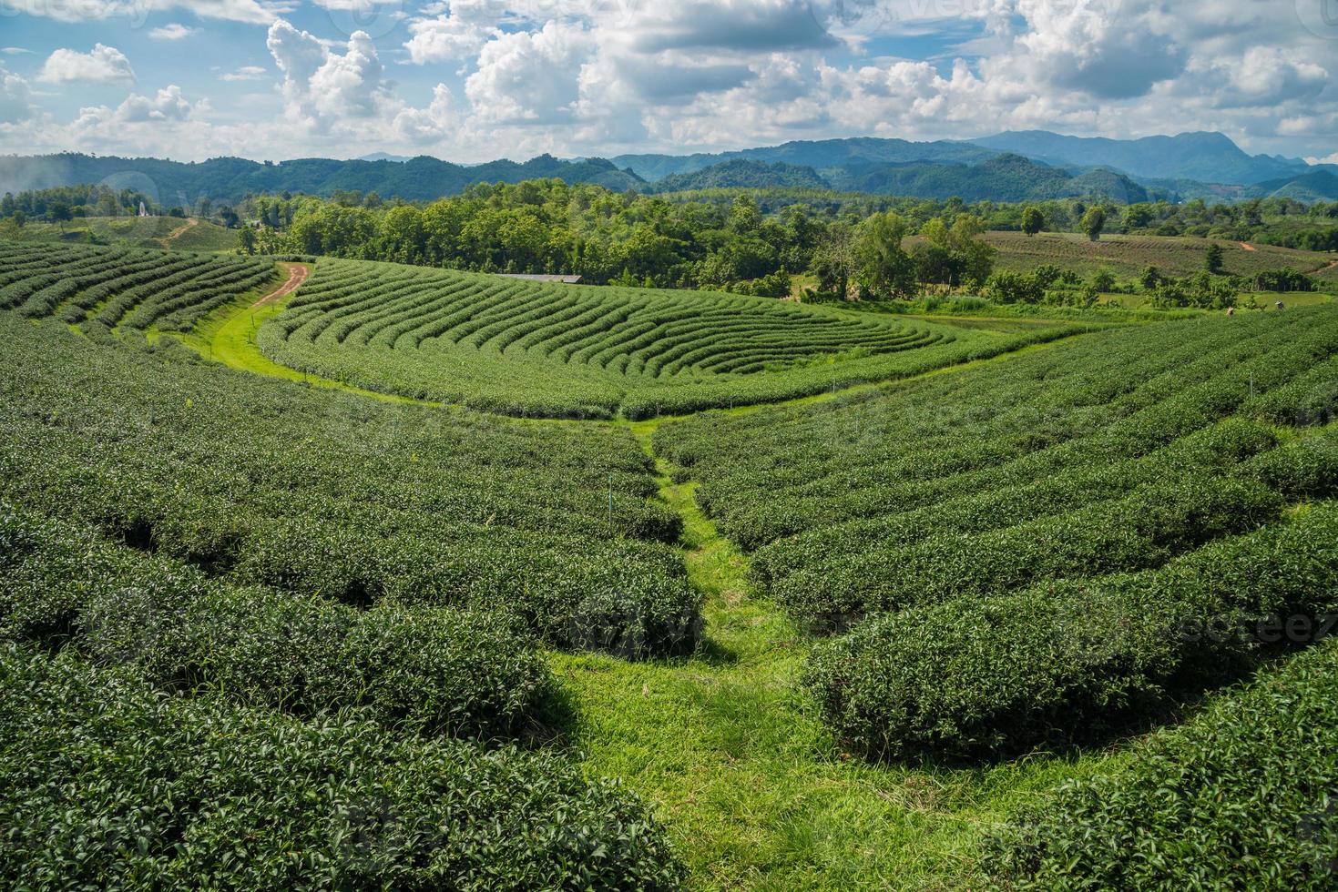 de landschapsmening van choui fong-theeplantages in chiang rai, de noordelijke provincie in thailand. foto