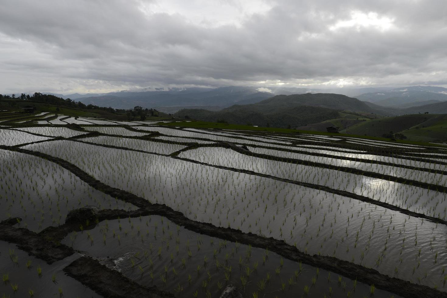 verbod pa pong piang rijstterrassen veld in chiang mai provincie thailand bij zonsondergang. foto