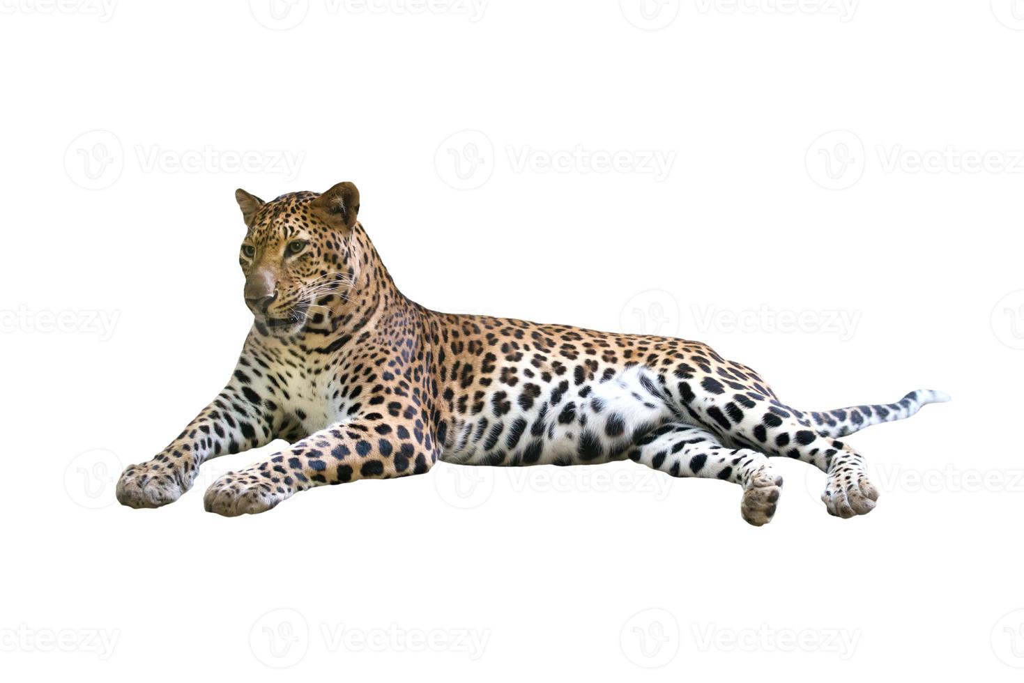 luipaard geïsoleerde witte achtergrond foto