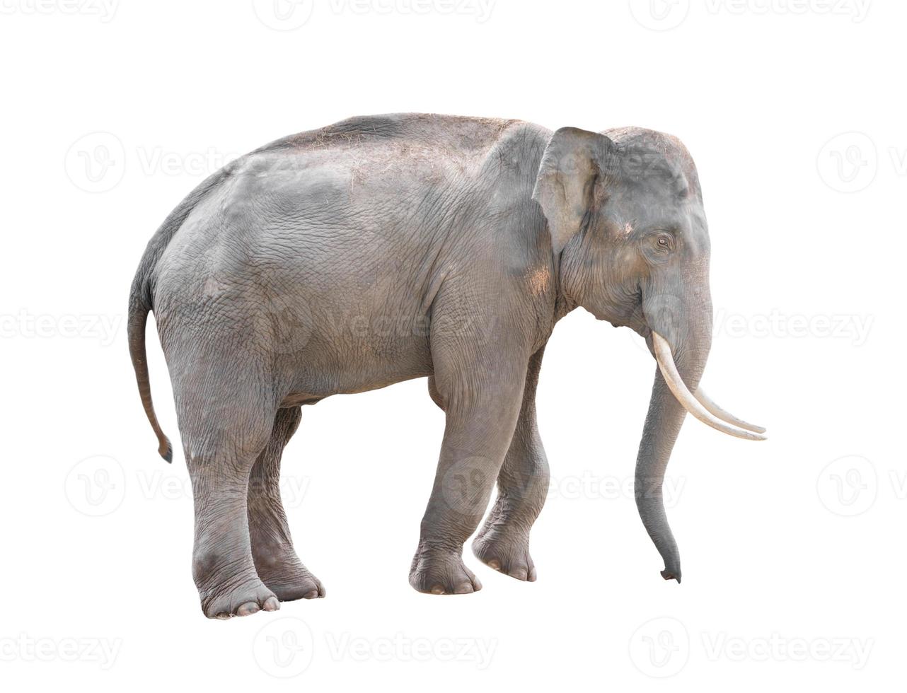 mannelijke Azië olifant geïsoleerd foto