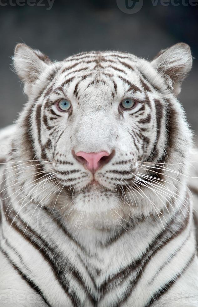 witte Bengaalse tijger foto