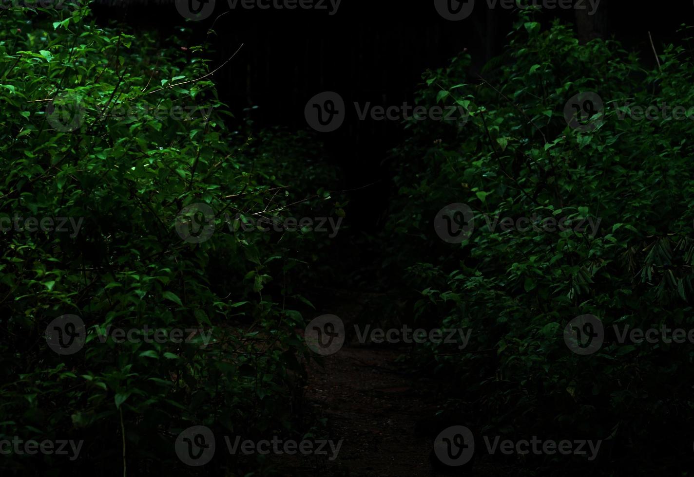 tropisch bos bladplanten struiken donkere nacht foto