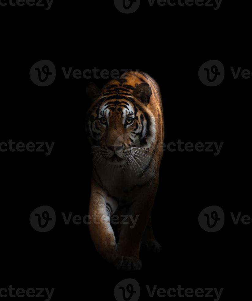 Bengaalse tijger in het donker foto