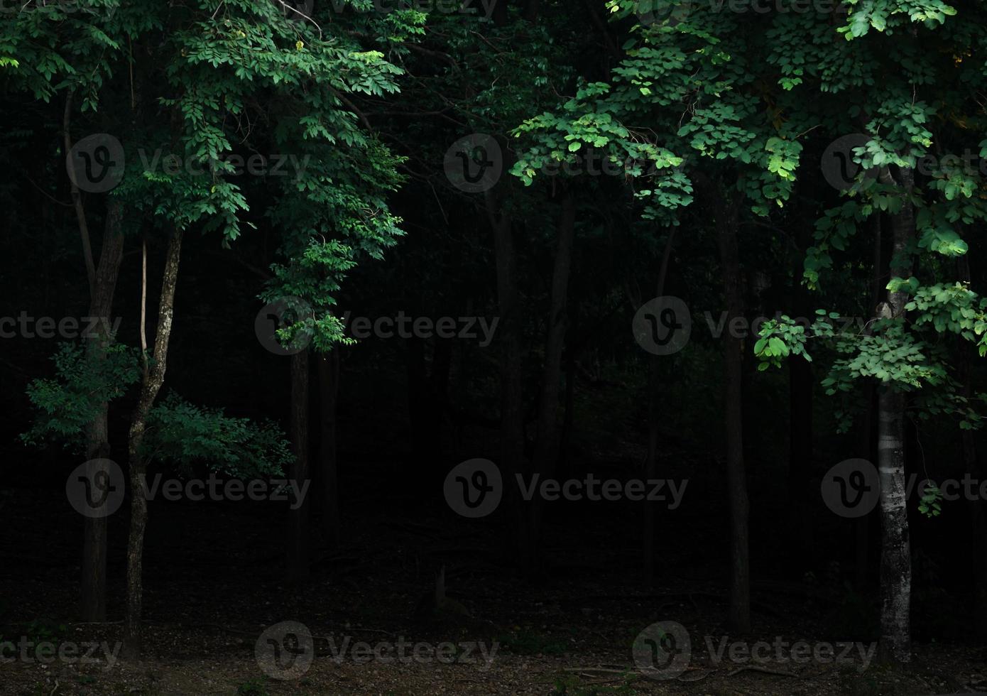 tropisch bos bladplanten struiken donkere nacht foto