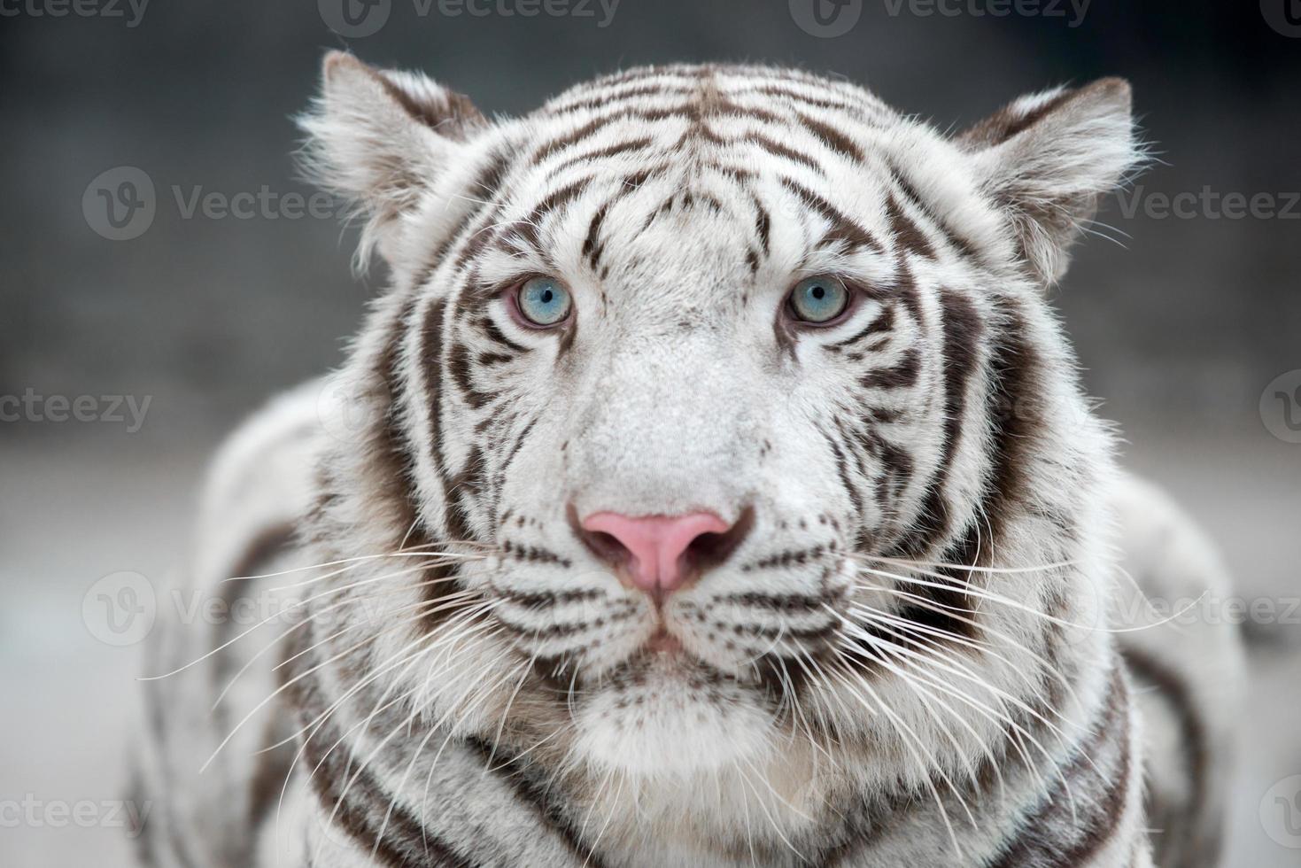 witte Bengaalse tijger foto