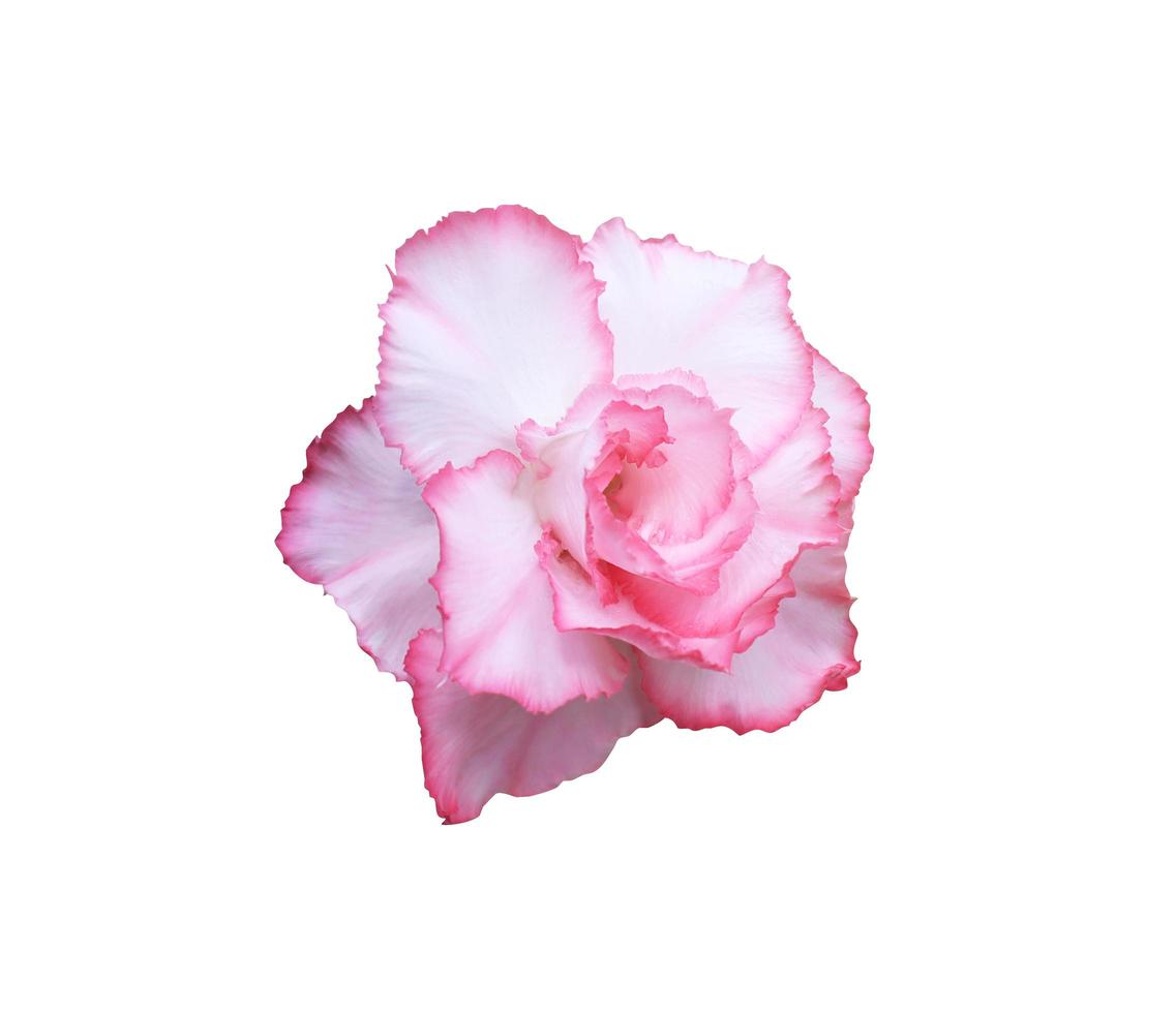 impala-lelie of roze bignonia of nepazalea of woestijnroosbloem. close-up roze-paarse hoofd bloem geïsoleerd op een witte achtergrond. foto