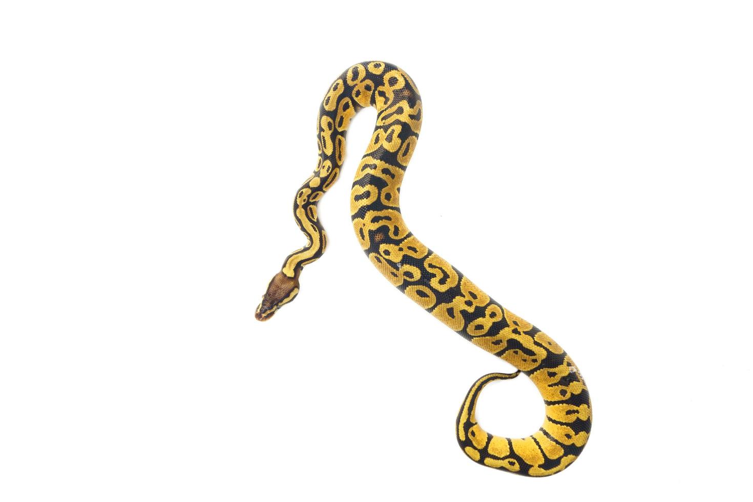bal python op witte achtergrond foto