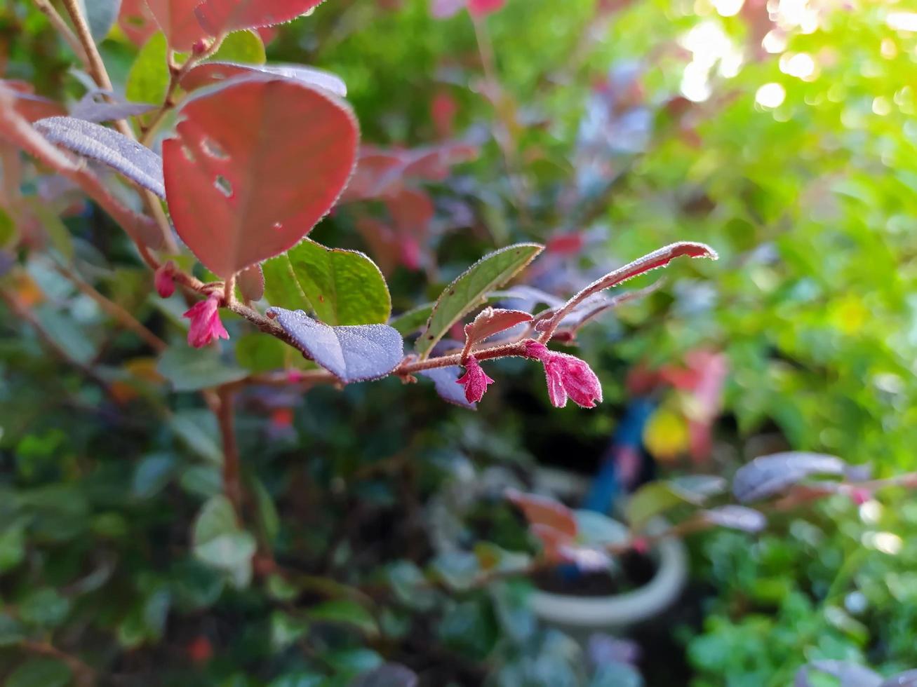 macro van magenta toppen in het avondzonlicht. foto