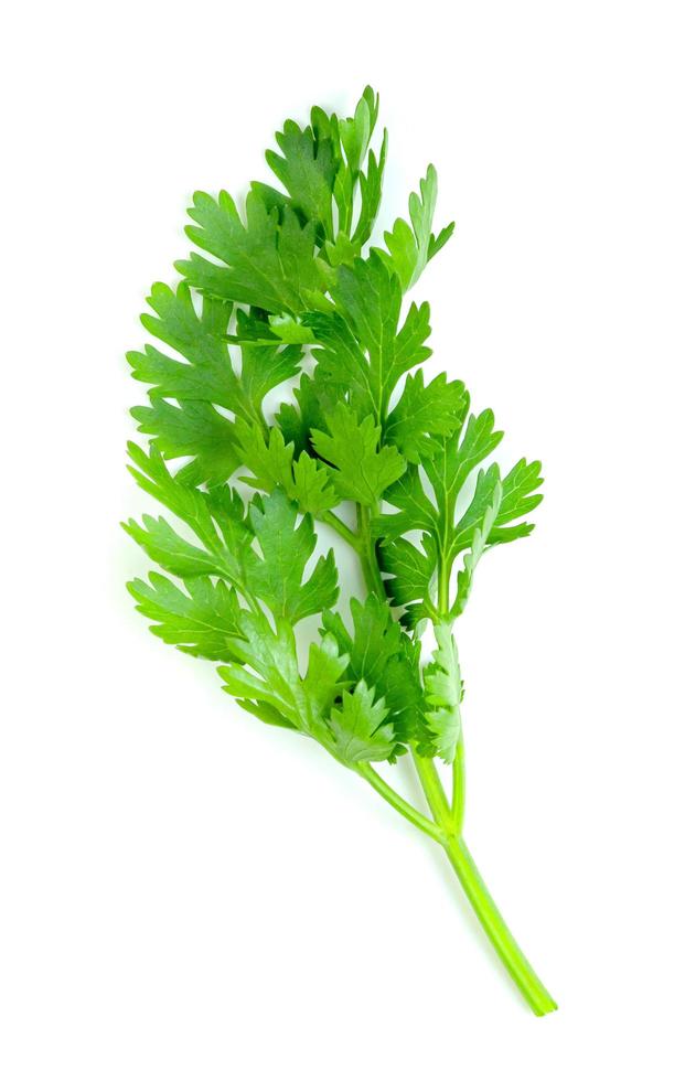 blad koriander of koriander geïsoleerd op een witte achtergrond, groene bladeren patroon foto