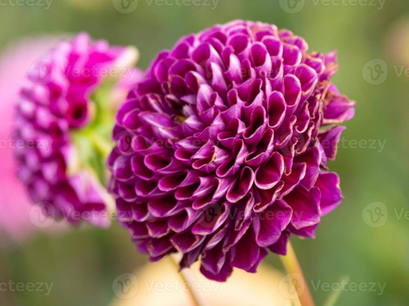 dahlia's in de zomer in duitsland foto