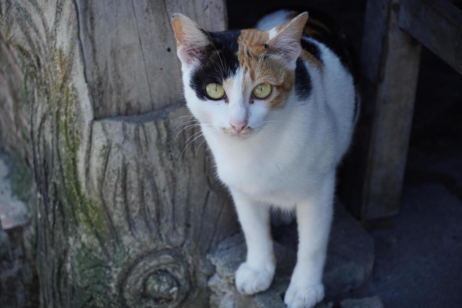 een foto van een driekleurige kat met bruine ogen die eroverheen klautert.