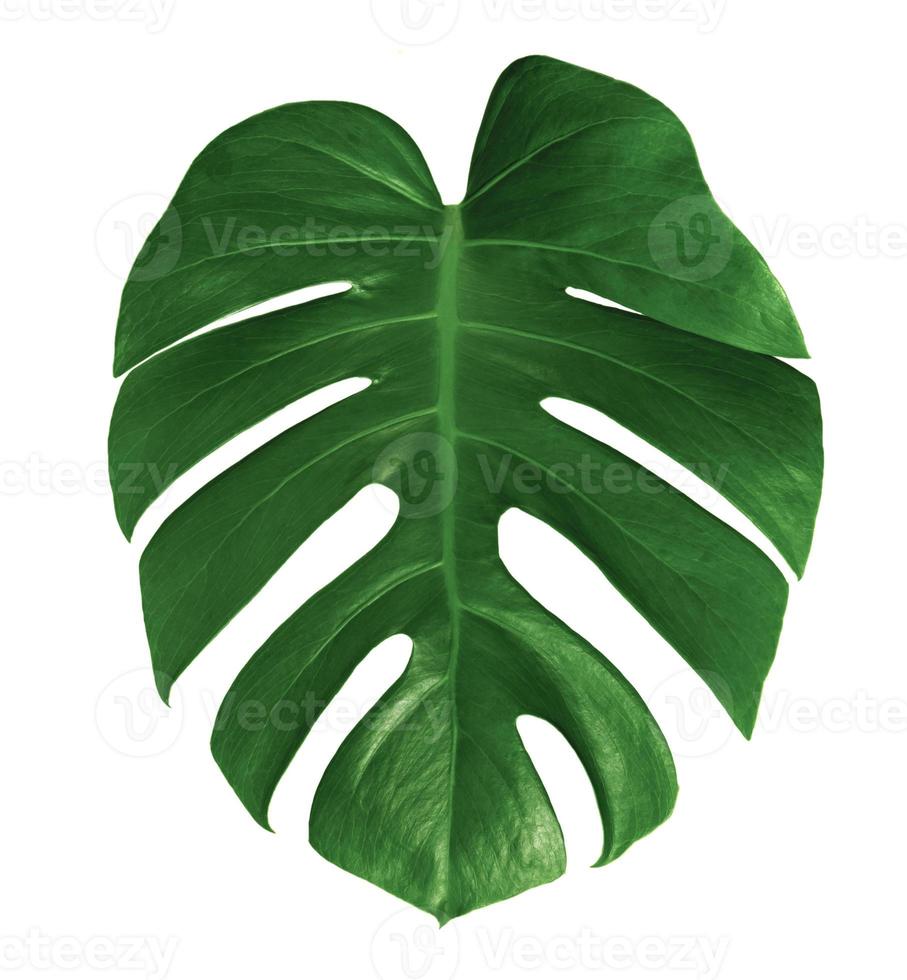 blad monstera geïsoleerd op een witte achtergrond, groene bladeren patroon foto