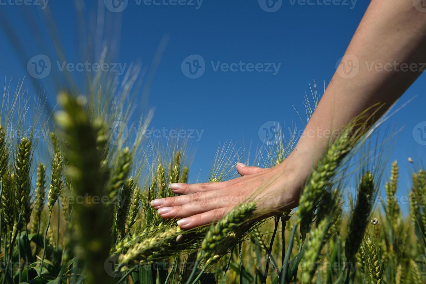 hand in tarweveld foto