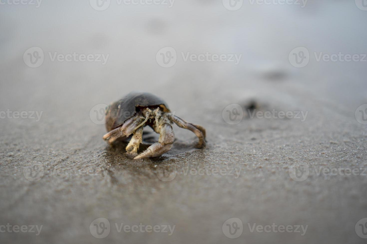 heremietkreeften leven op het zand aan zee foto