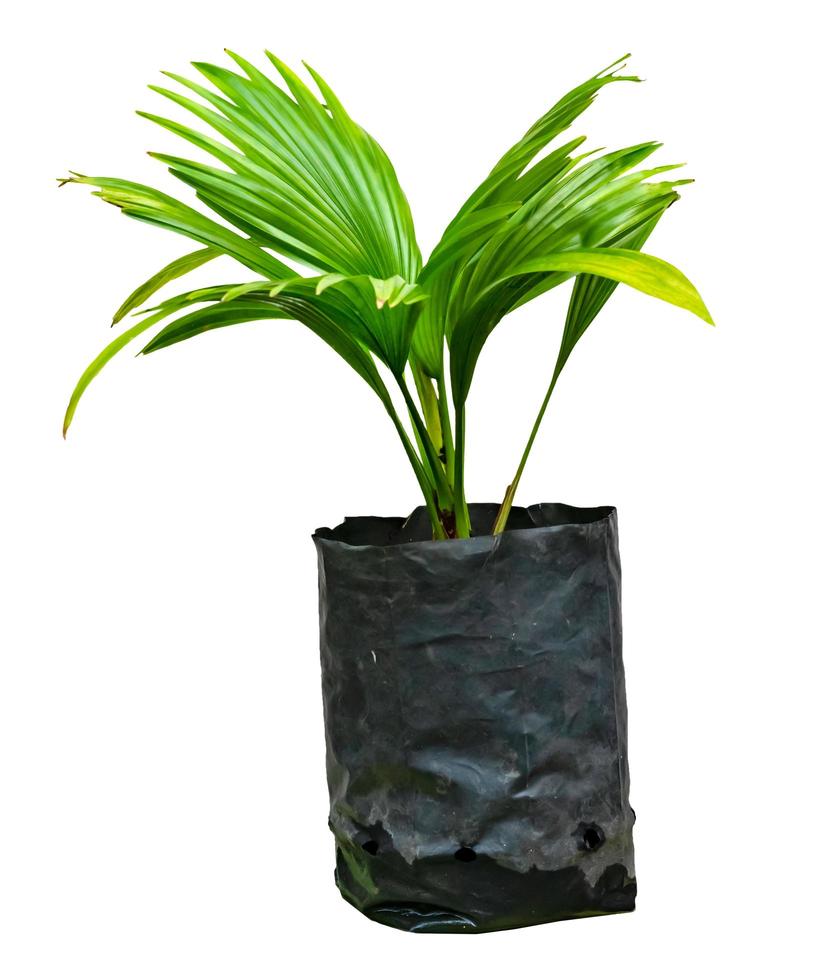 groen palmbladerenpatroon met zwarte zak voor aardconcept, tropisch blad dat op witte achtergrond wordt geïsoleerd foto