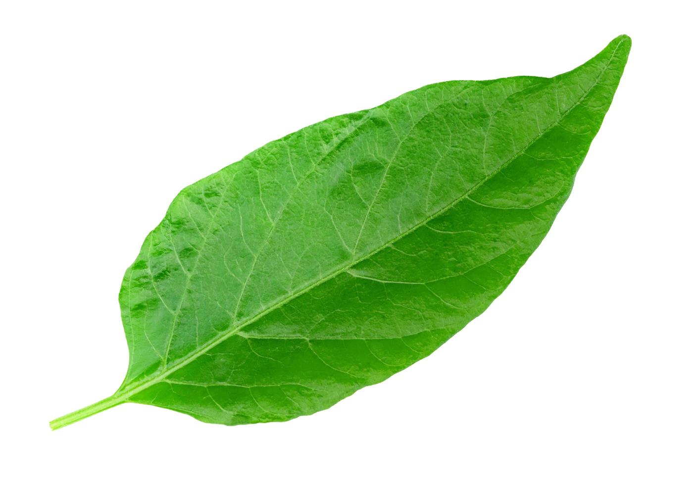 blad chili geïsoleerd op een witte achtergrond, groen van peper bladeren patroon foto