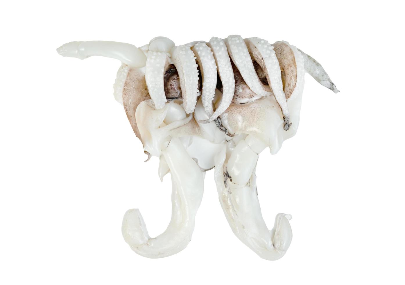 tentakels van inktvis geïsoleerd op witte achtergrond foto