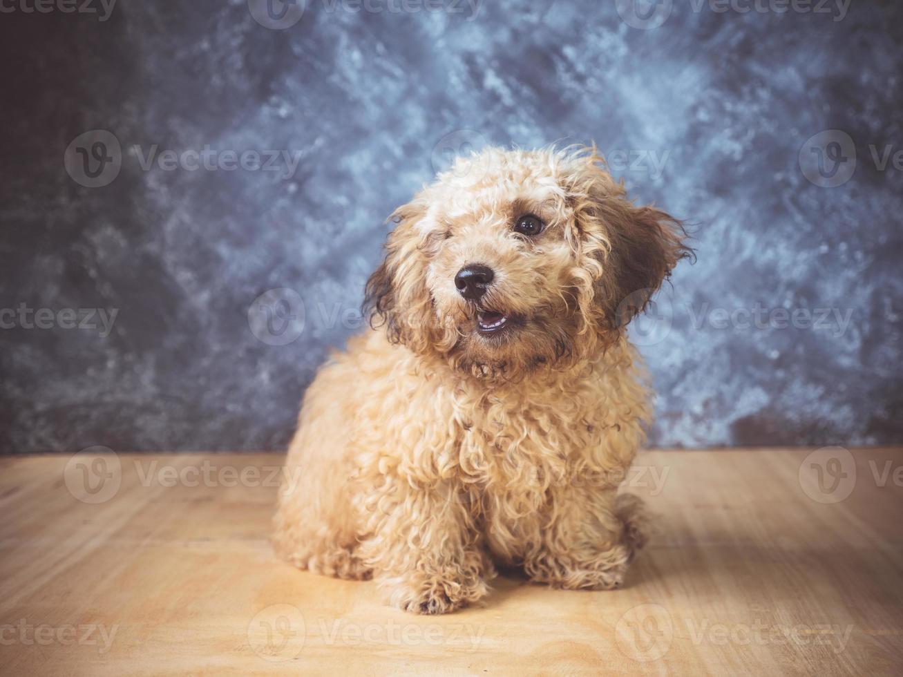 kleine poedel pup op grunge achtergrond. foto