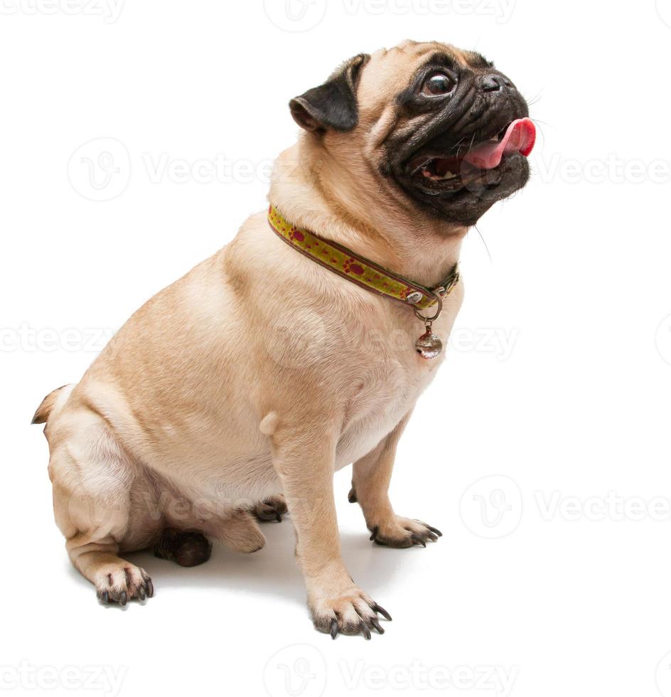 een pug hond op een witte achtergrond. foto