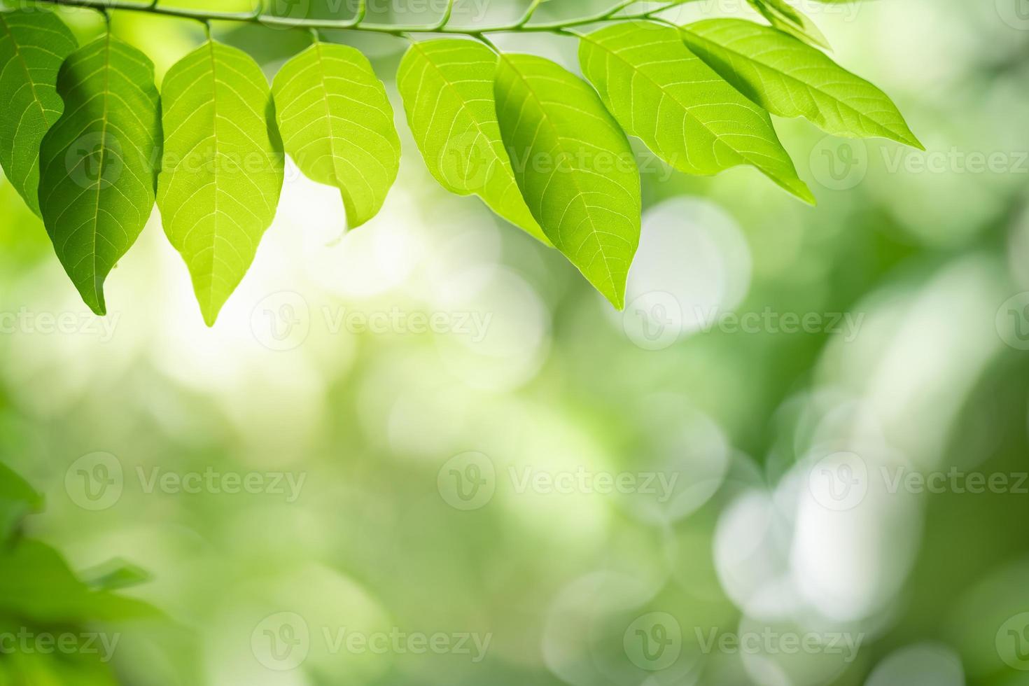 close-up van prachtige natuur weergave groen blad op wazig groen achtergrond in tuin met kopie ruimte gebruiken als achtergrond wallpaper pagina concept.i foto