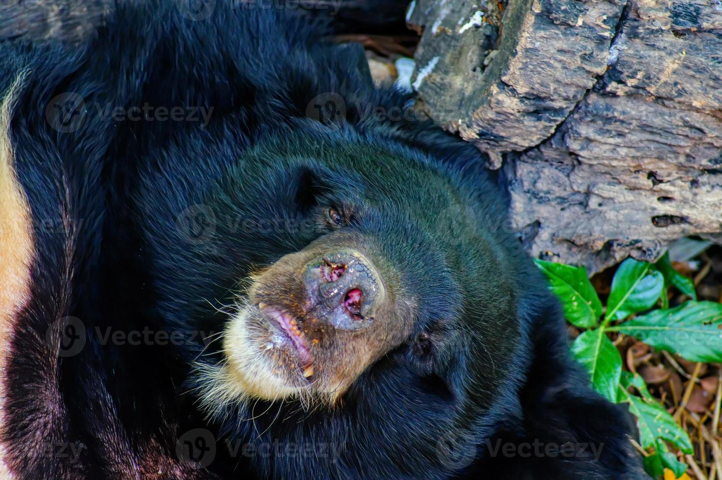 Aziatische zwarte beer of Aziatische zwarte beer of selenarctos thibetanus rust overdag in de buurt van het hout. foto