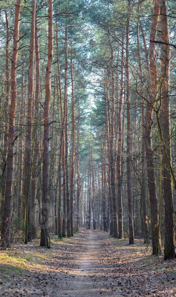 grote bomen. bos en frisse lucht foto