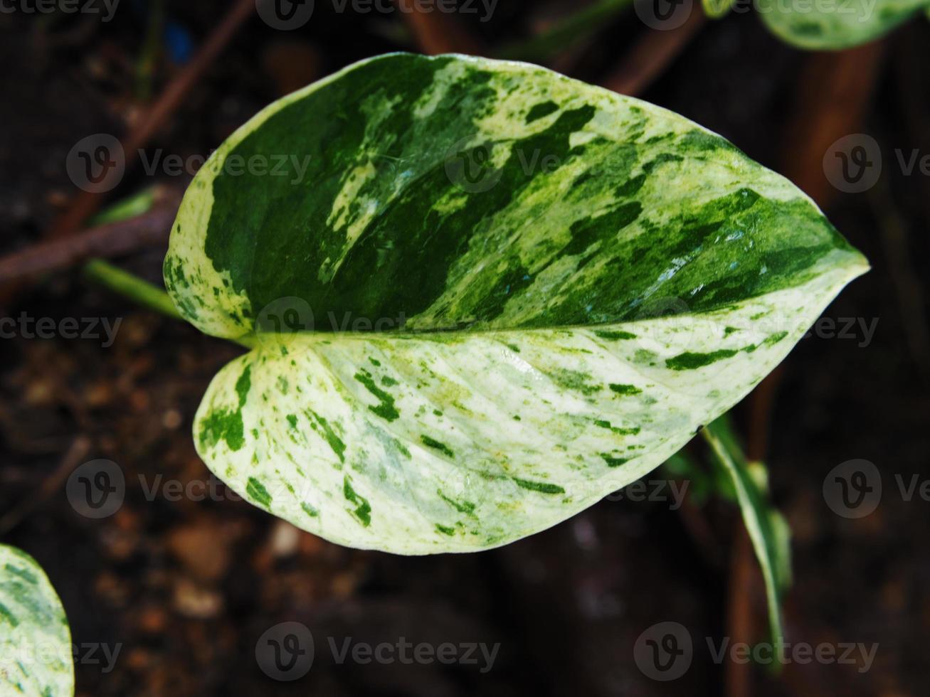 veragated plant en leafe voor tuin en huis foto