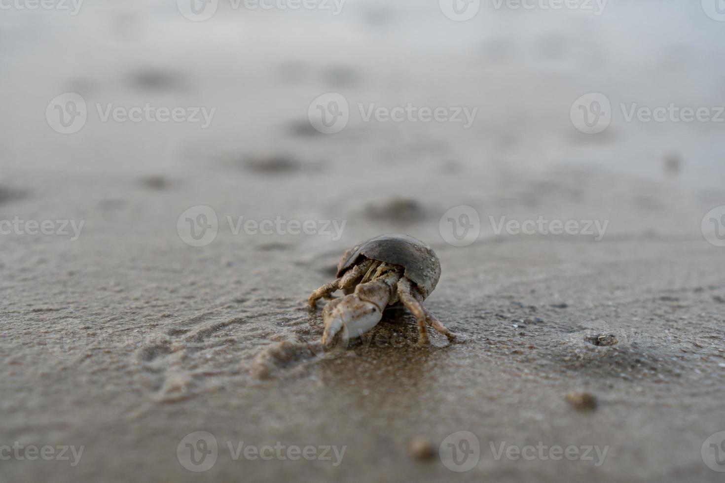 heremietkreeften leven op het zand aan zee foto