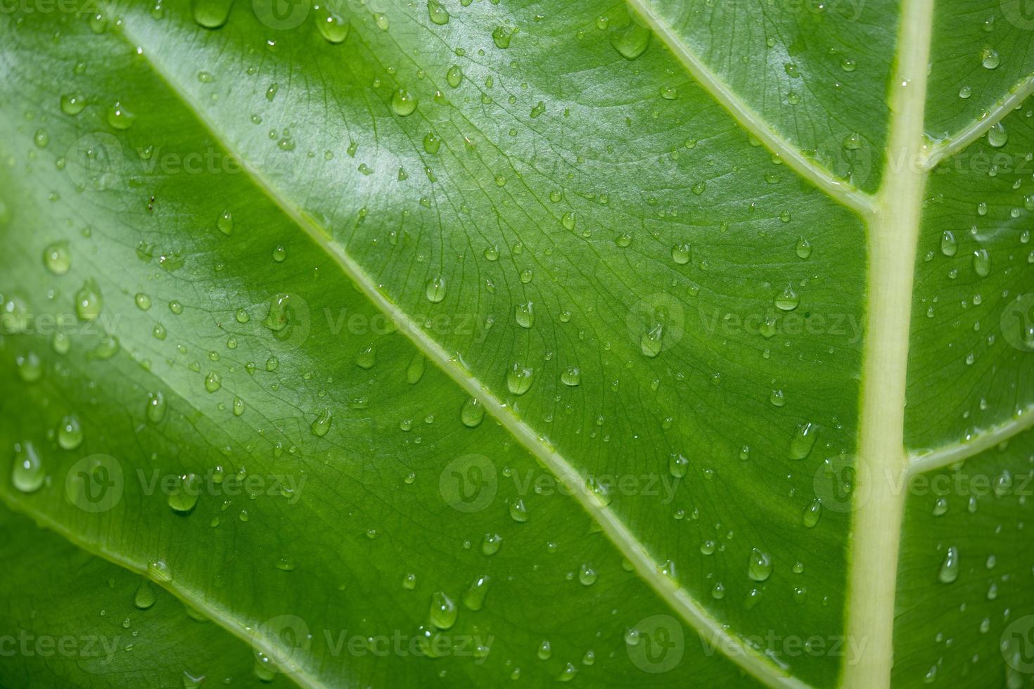 close-up van dauwdruppels op een groen blad foto