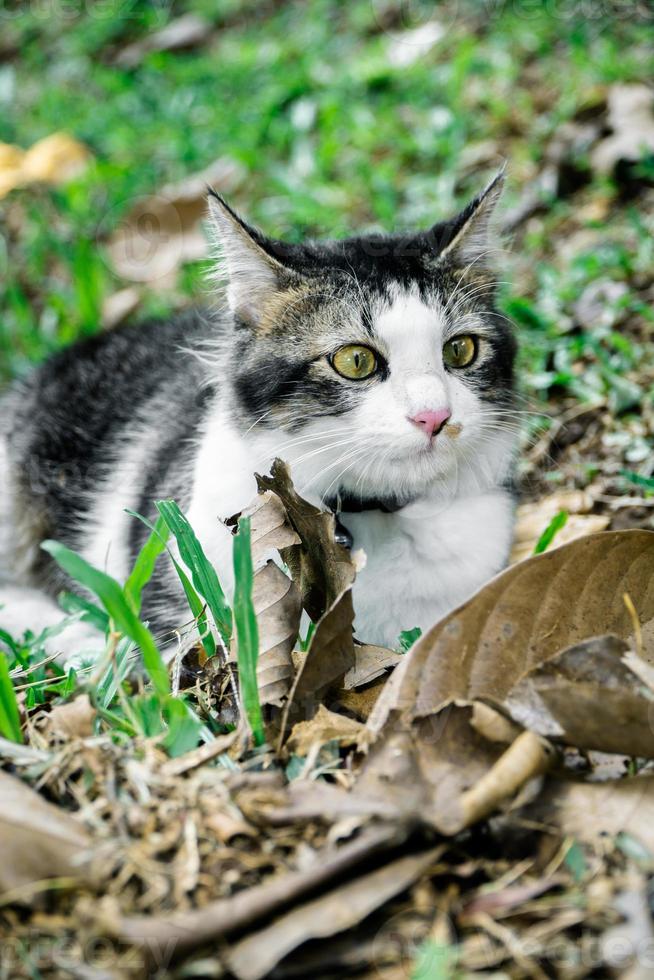 de zwarte kat speelt in de tuin foto