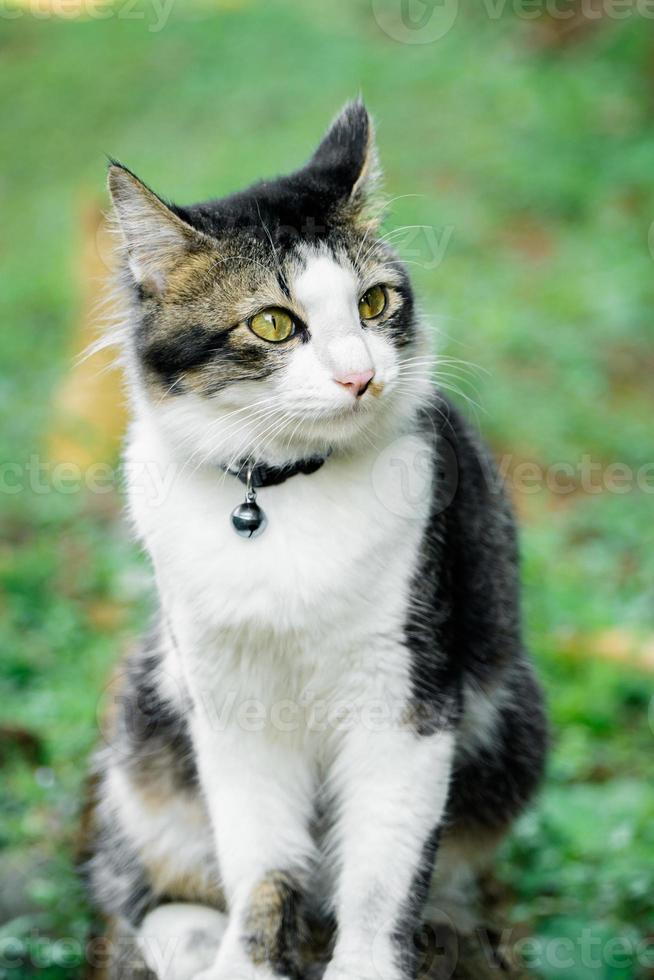 de zwarte kat speelt in de tuin foto