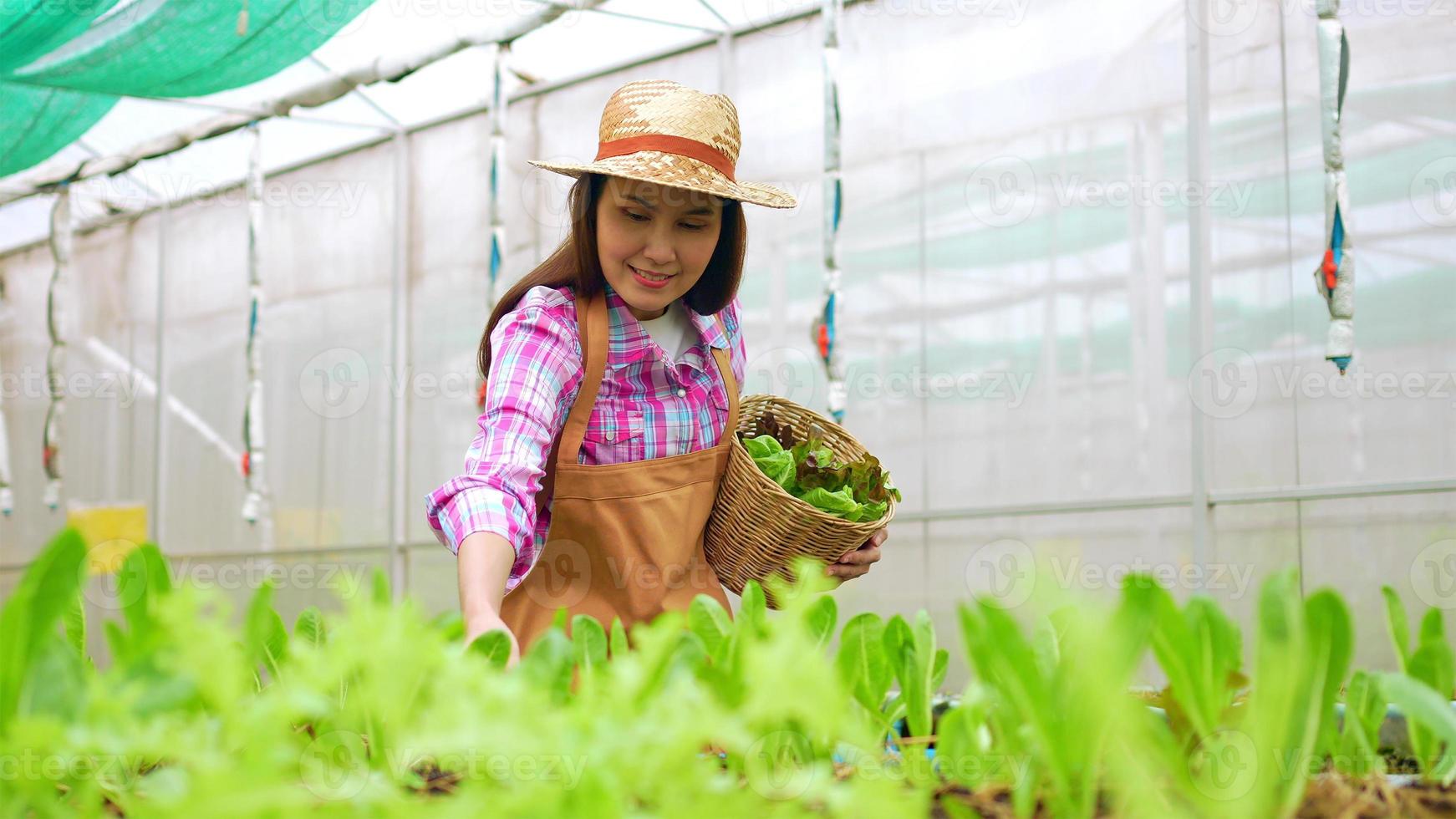 portret van een gelukkige aziatische vrouw die een mand met verse groentesalade vasthoudt in een biologische boerderij in een kastuin, concept van biologische landbouw voor gezondheid, veganistisch eten en kleine bedrijven. foto