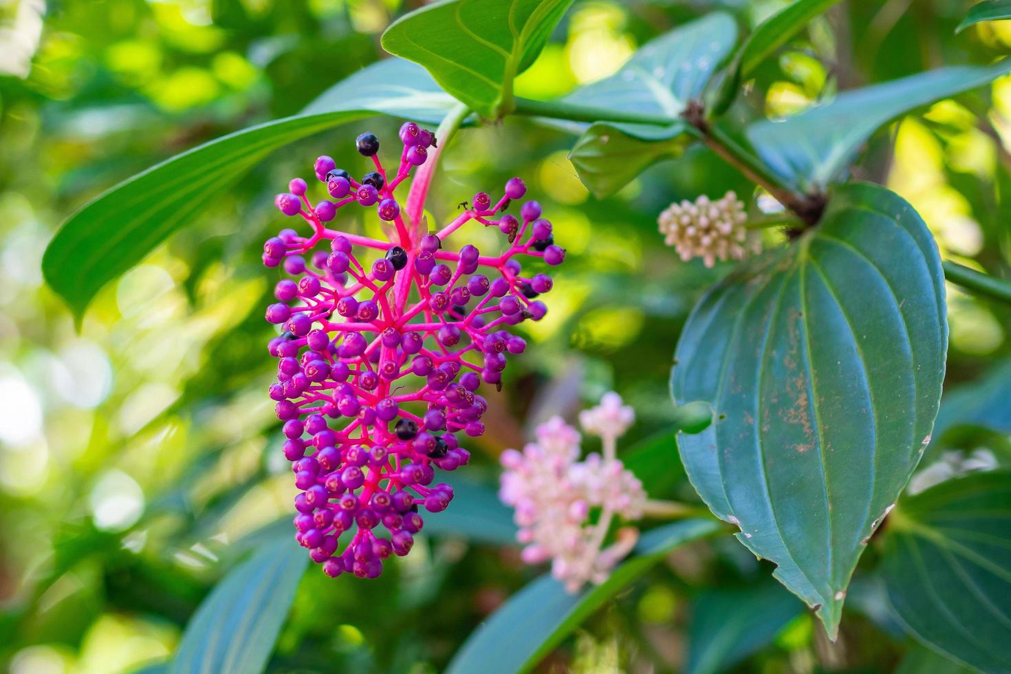 mooie bloemen van medinilla cummingii of kroonluchterboom bloeien in de tuin en is een soort bloeiende planten in de familie melastomataceae. foto