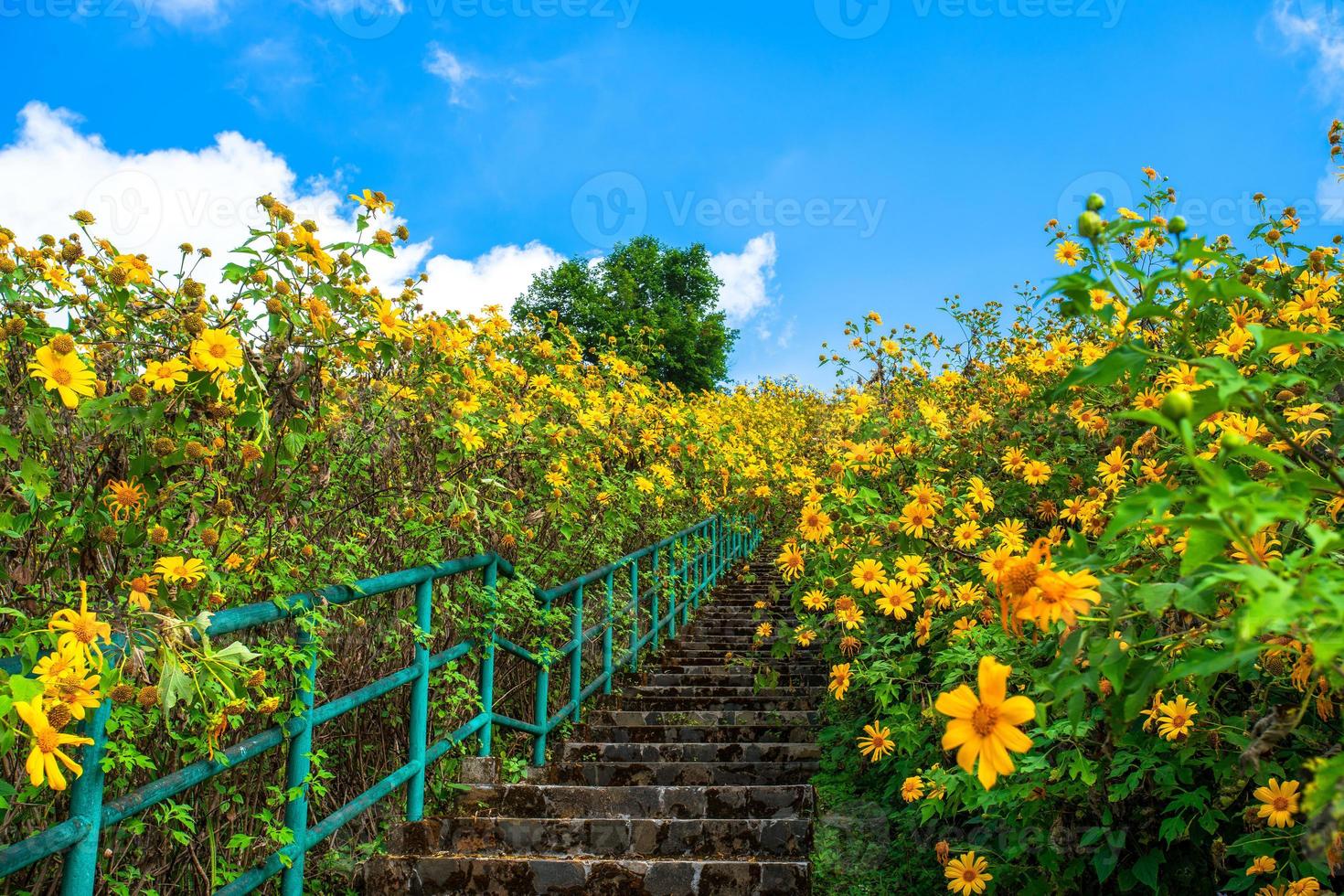 Mexicaanse zonnebloem in tung bua tong foto