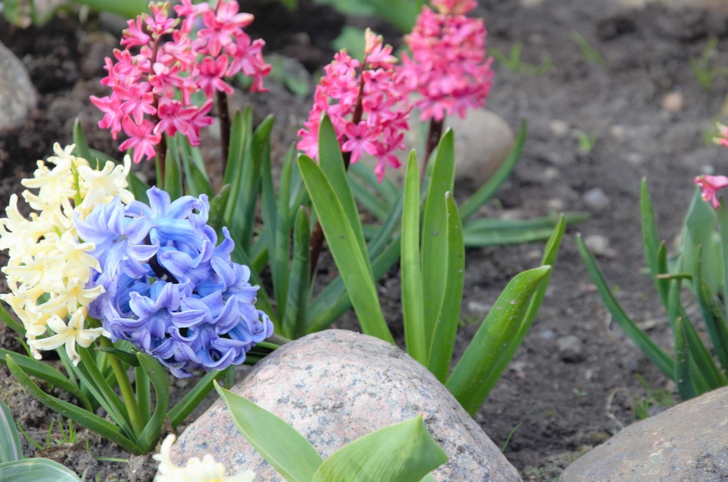 blauwe hyacint, de eerste lentebloemen. tuin- of gazonontwerp. foto